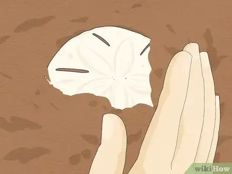 Immagine titolata Clean Sand Dollars Step 4