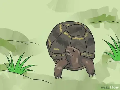 Immagine titolata Care for Your Box Turtle Step 11
