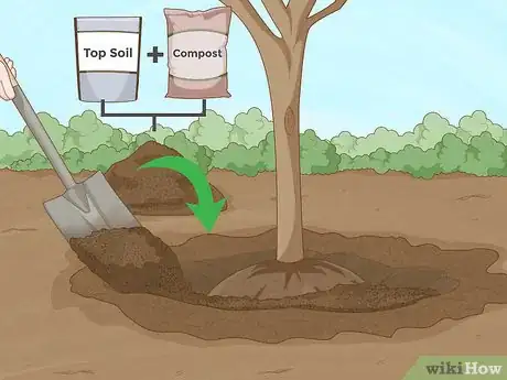 Immagine titolata Replant a Tree Step 12