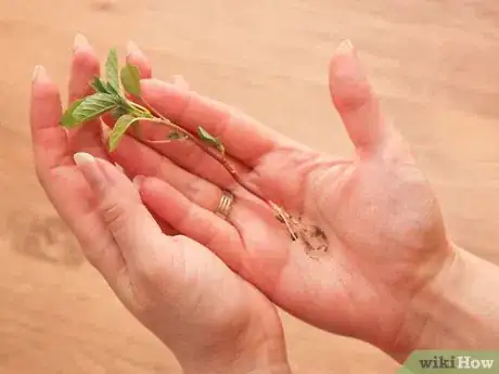 Immagine titolata Use Maca Powder Step 5