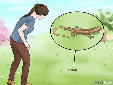 Immagine titolata Catch a Lizard Without Using Your Hands Step 11