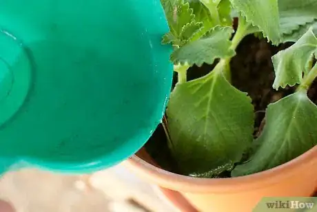 Immagine titolata Plant a Herb Pot Step 9