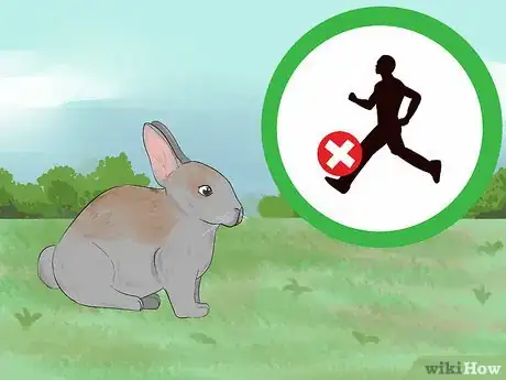 Immagine titolata Catch a Pet Rabbit Step 1