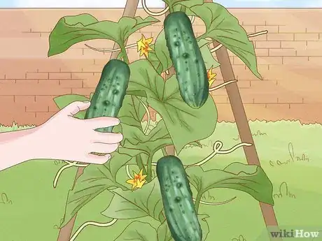 Immagine titolata Grow Cucumbers in Pots Step 22