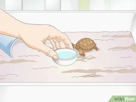 Immagine titolata Take Care of a Baby Tortoise Step 6