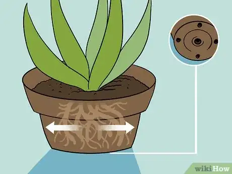 Immagine titolata Revive a Dying Aloe Vera Plant Step 3