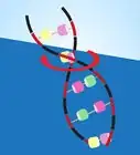 Costruire un Modellino di DNA usando Materiale Comune