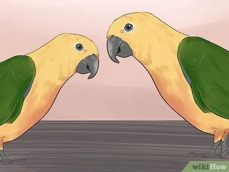 Immagine titolata Entertain a Conure Step 13