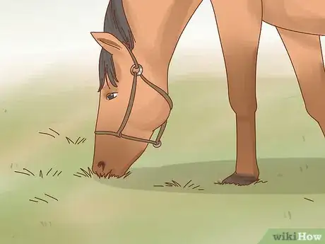 Immagine titolata Fatten up a Horse Step 10
