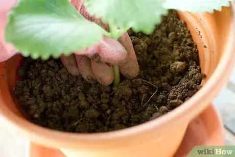 Immagine titolata Plant a Herb Pot Step 4