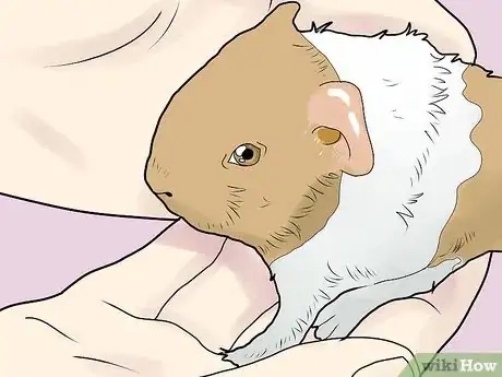 Immagine titolata Care for Baby Guinea Pigs Step 3