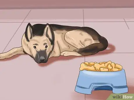 Immagine titolata Tell if a Dog Is in Pain Step 7