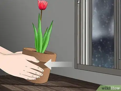 Immagine titolata Grow Tulips in Pots Step 15