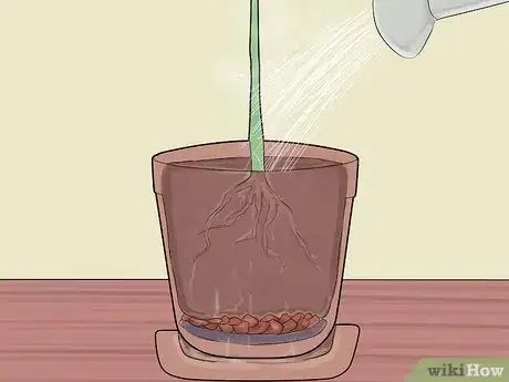 Immagine titolata Grow Lemon Trees Indoors Step 12