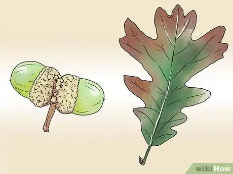 Immagine titolata Identify Oak Leaves Step 9