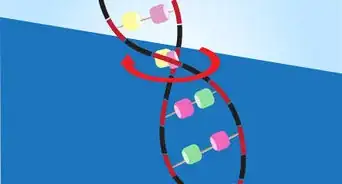 Costruire un Modellino di DNA usando Materiale Comune