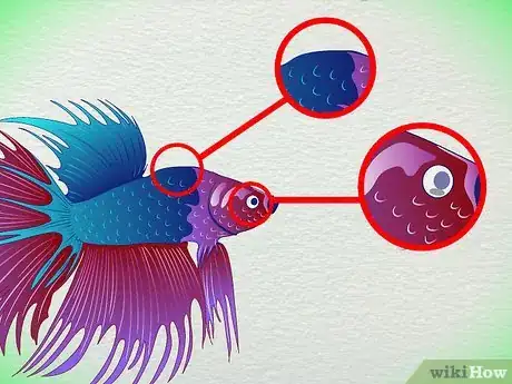 Immagine titolata Tell How Old a Betta Fish Is Step 5