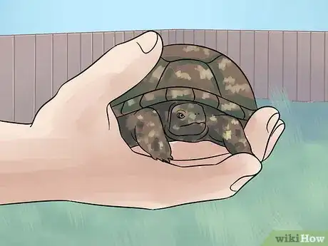 Immagine titolata Care for Your Box Turtle Step 14