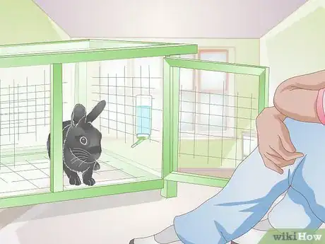 Immagine titolata Earn Your Rabbit's Trust Step 3