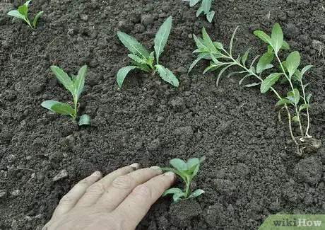 Immagine titolata Grow Evening Primrose Step 4