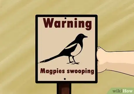 Immagine titolata Keep Safe from Swooping Australian Magpies Step 2