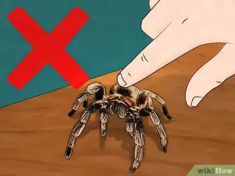 Immagine titolata Pick up a Tarantula Step 8