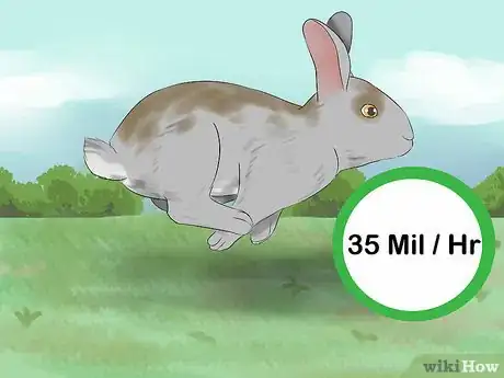 Immagine titolata Catch a Pet Rabbit Step 9