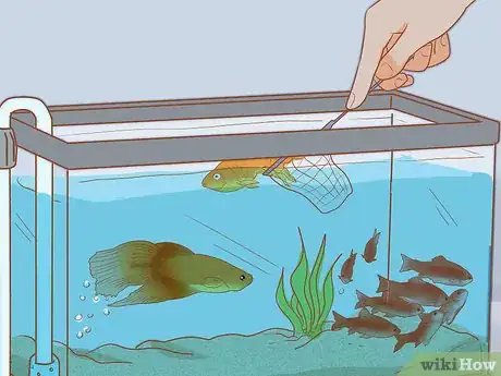 Immagine titolata Add Fish to a New Tank Step 18