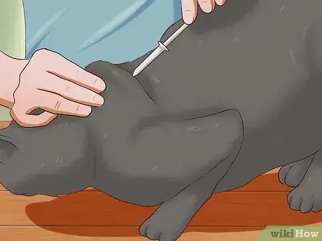 Immagine titolata Give a Cat an Injection Step 7