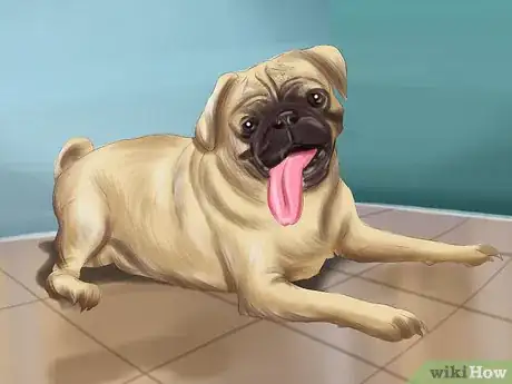 Immagine titolata Live with a Pug Dog Step 13