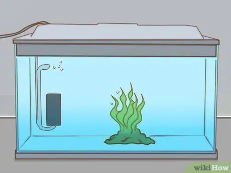Immagine titolata Add Fish to a New Tank Step 12