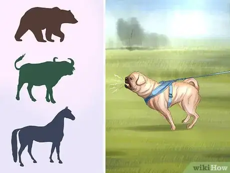 Immagine titolata Live with a Pug Dog Step 19