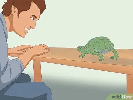 Immagine titolata Pet a Turtle Step 1