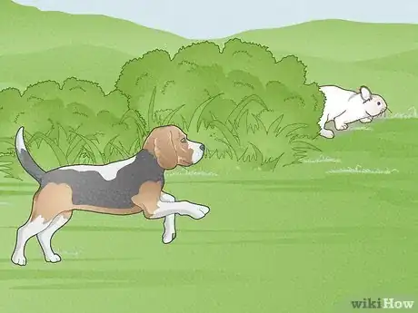 Immagine titolata Hunt Rabbit Step 14