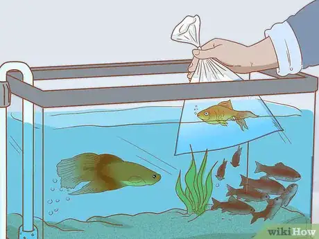 Immagine titolata Add Fish to a New Tank Step 17