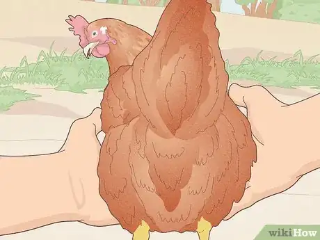 Immagine titolata Catch a Chicken Step 6