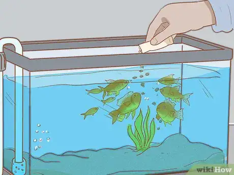 Immagine titolata Add Fish to a New Tank Step 15