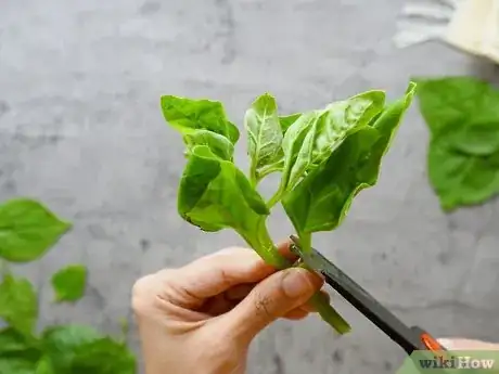 Immagine titolata Prepare Spinach Step 3