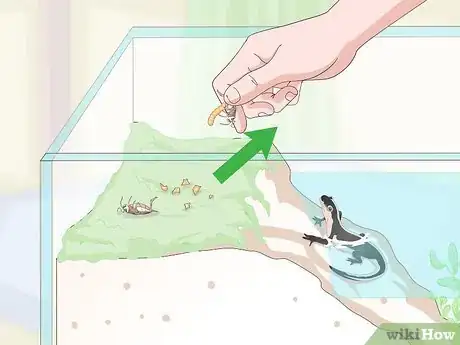 Immagine titolata Care for Salamanders Step 17