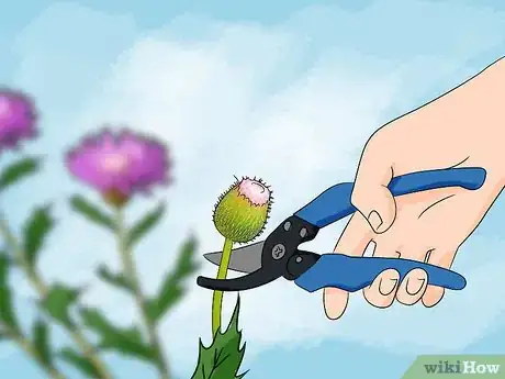 Immagine titolata Get Rid of Thistles Step 8