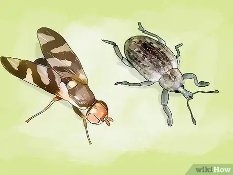 Immagine titolata Get Rid of Thistles Step 3