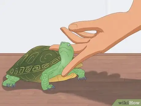 Immagine titolata Pet a Turtle Step 5