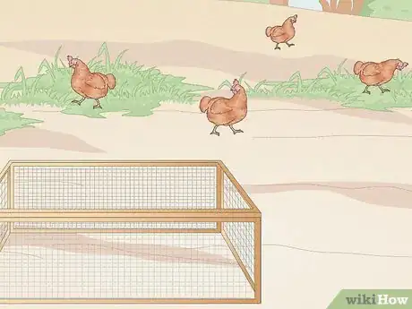 Immagine titolata Catch a Chicken Step 8