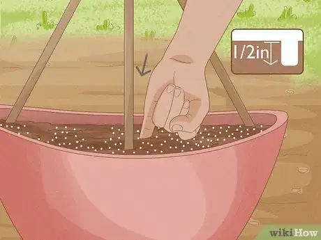 Immagine titolata Grow Cucumbers in Pots Step 9