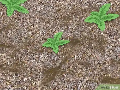 Immagine titolata Get Rid of Thistles Step 9