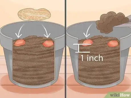Immagine titolata Grow Peanuts Step 4