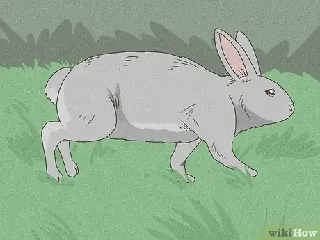 Immagine titolata Care for Rex Rabbits Step 3