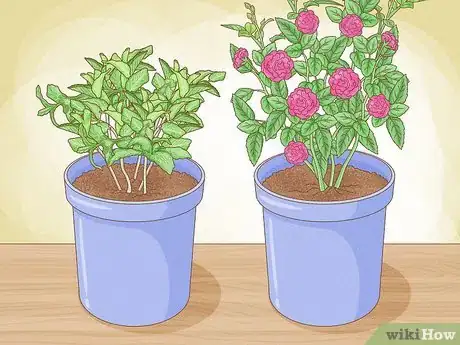 Immagine titolata Grow Mint in a Pot Step 3