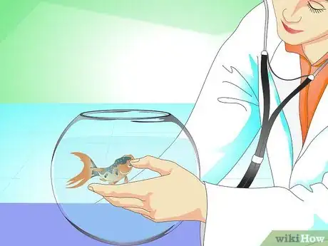 Immagine titolata Save a Dying Goldfish Step 12