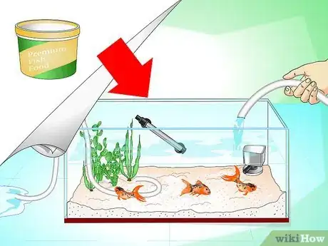 Immagine titolata Save a Dying Goldfish Step 13
